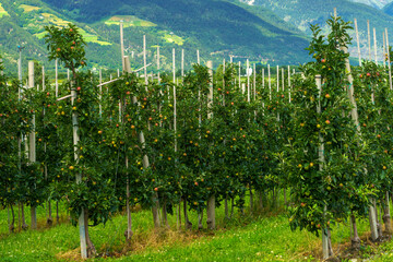Summer landscape along the cycleway of the Venosta valley