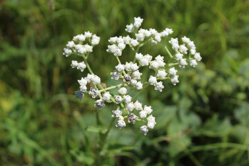 Wild quinine closeup at Somme Prairie Nature Preserve in Northbrook, Illinois