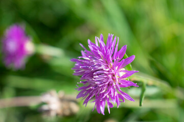 Wildflowers. Beautiful purple wildflower