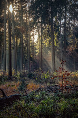 Sonnenstrahlen im Nebelwald