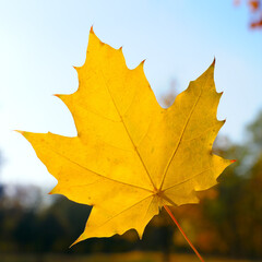 Golden autumn maple leaves view.