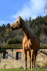 Wunderschönes palomino Pferd im herbstlichen Garten