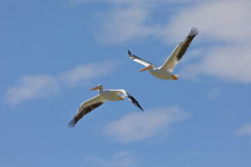 White Pelicans Flying.