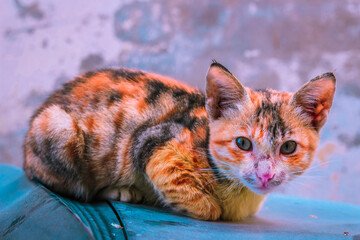 The cute cat is sitting on car and looking at the camera