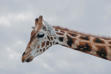 Giraffe Headshot 