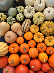 Pumpkins and squashes collection varietis.