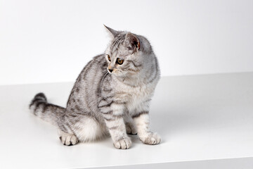 Obraz premium Scottish straight cat tabby on white background