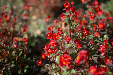 Red flowers in sunlight. A flower bed near the house. 