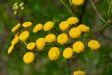 Wildflowers. Tansy flower