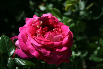 close-up of a pink rose on a background of greenery