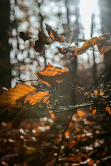 Herbstlaub
