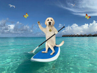 A dog is on a stand up paddle board in the Maldives.