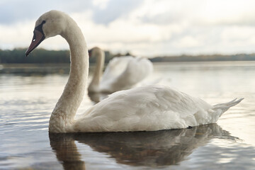 White swans swim in the lake. Kaliningrad region.