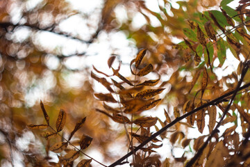 autumn leaves in the forest
