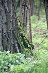 the trunk of an old tree covered with moss and green grass all around