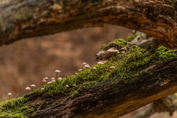 Elfringhauser Schweiz