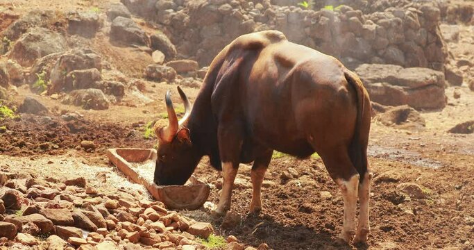 Goa, India. Gaur Bull, Bos Gaurus Or Indian Bison. It Is The Largest Species Among The Wild Cattle. In Malaysia, It Is Called Seladang, And Pyaung In Myanmar