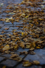 autumn leaves on the road