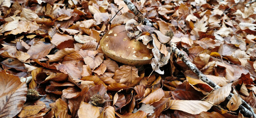 Beautiful boletus among the autumn leaves in the forest