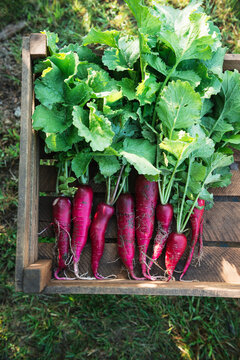 Wooden box with freshly harvested radish of the Hilds Neckarruhm variety