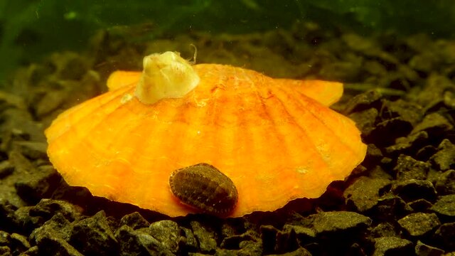 Ancient armored mollusk (Chiton polii) on the shell of a clam Smooth Scallop (Flexopecten glaber ponticus), Black Sea