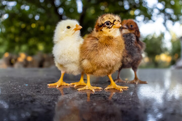 Three colorful chicks that just hatched in spring