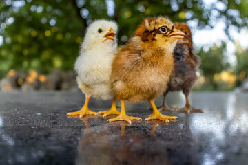 Three colorful chicks that just hatched in spring