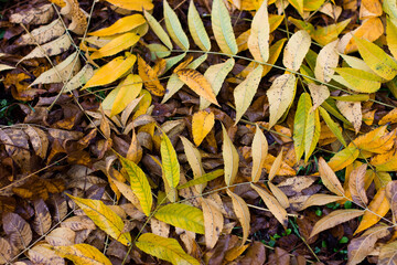 autumn leaves background