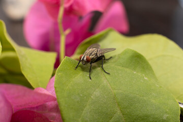 Large fly found in the UAE