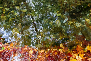 trees and dried leaves reflected in the stream in autumn