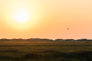 Evening sun over the grassland between the dike and the beach on the North Sea coast.