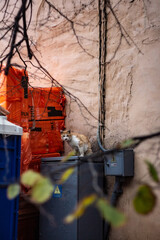 homeless cat