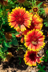 HONEY BEE COLLECTING POLEN ON SPECTACULAR COLORED GAILLARDIA FLOWER IN A FLOWER GARDEN IN SPRING.