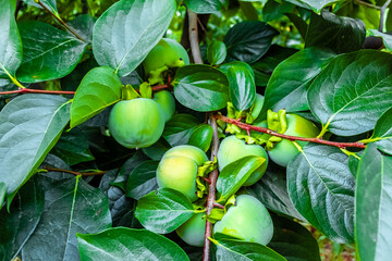 unripe green Persimmon fruit tree in the garden in autumn