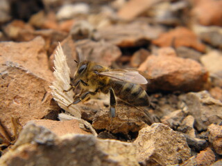 bee