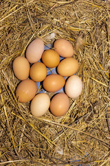 New white and brown chicken eggs in the nest in the chicken coop