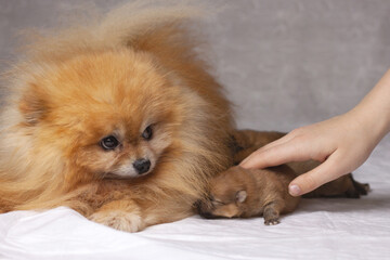 Fototapeta na wymiar Next to a fluffy orange Pomeranian lie three newborn puppies the human hand puts the puppy to the dog. The concept of breeding purebred puppies, pet care, dog and puppies