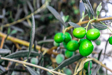 Unripe green olives on olive trees in autumn
