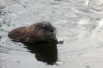 muskrat swimming in the lake close up portrait
