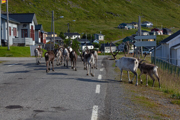 The herd of reindeers goes on the highway to the Skarsvag village, Finnmark, Norway