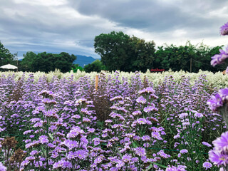 Purple Marguerite in the field