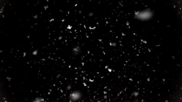 Slow motion shot of real snow over black background. Fluffy natural snowflakes slowly fall down. Isolated on black. Winter background