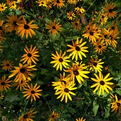 yellow flowers background