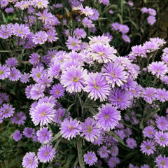 Obraz premium Purple Marguerite in the field