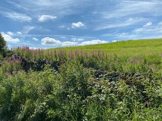 Naklejka premium Dry stone wall, and wild flowers, at the bottom of a sloping field, on a hot summers day in, Carleton, Skipton, UK