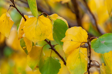 Fototapeta na wymiar Tree branch with autumn leaves. Autumn background