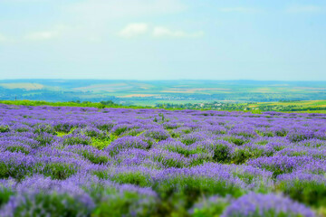 Lavender field in Moldova, close to Cobusca Noua.	
