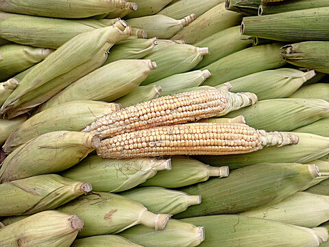 Raw Corn Food images,South Asia,Bangladesh.