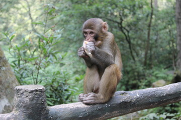 Zhangjiajie. Wild monkey.