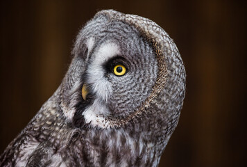 Closeup portrait of amazed great grey owl looking at the camera with beautiful yellow eyes and smart sight